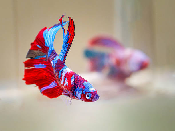 BETTA