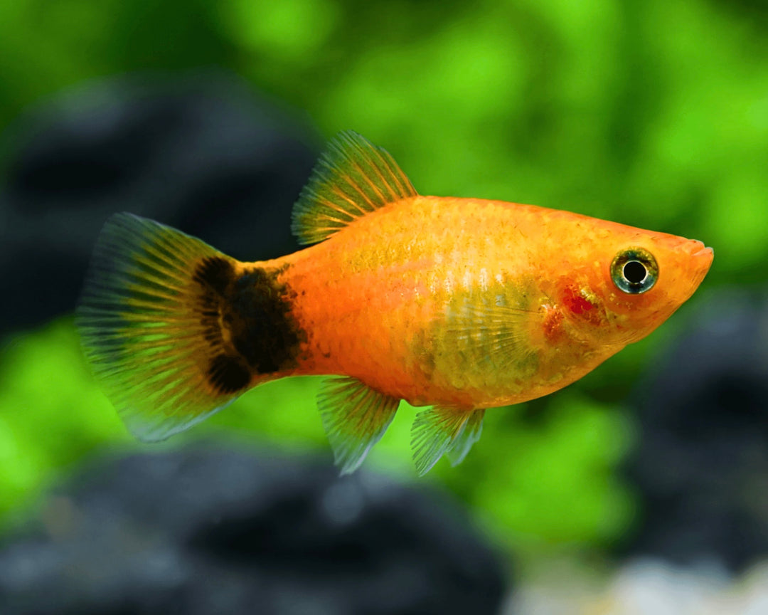 PLATY