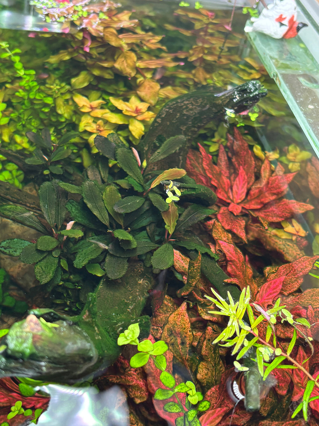 Plantes aquatiques