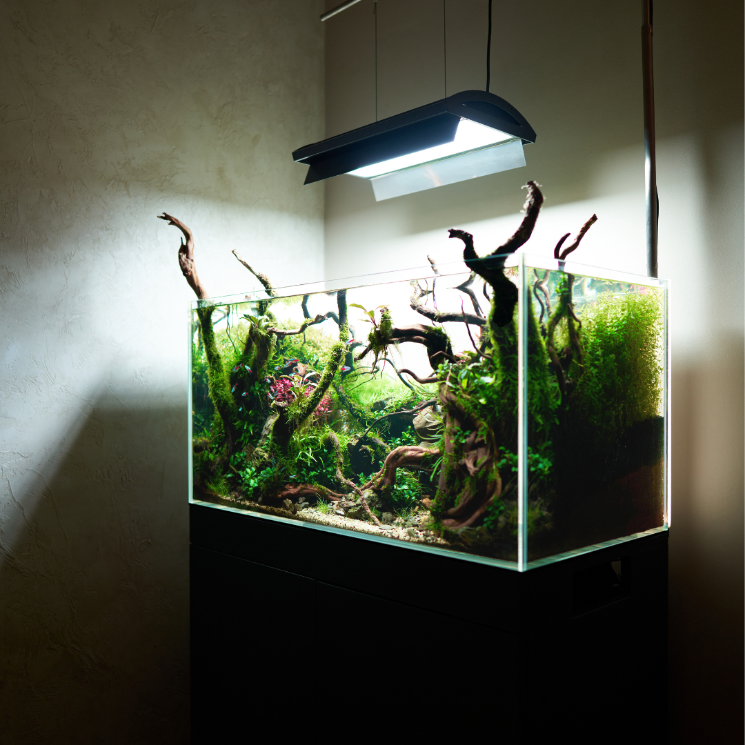 Aquariums