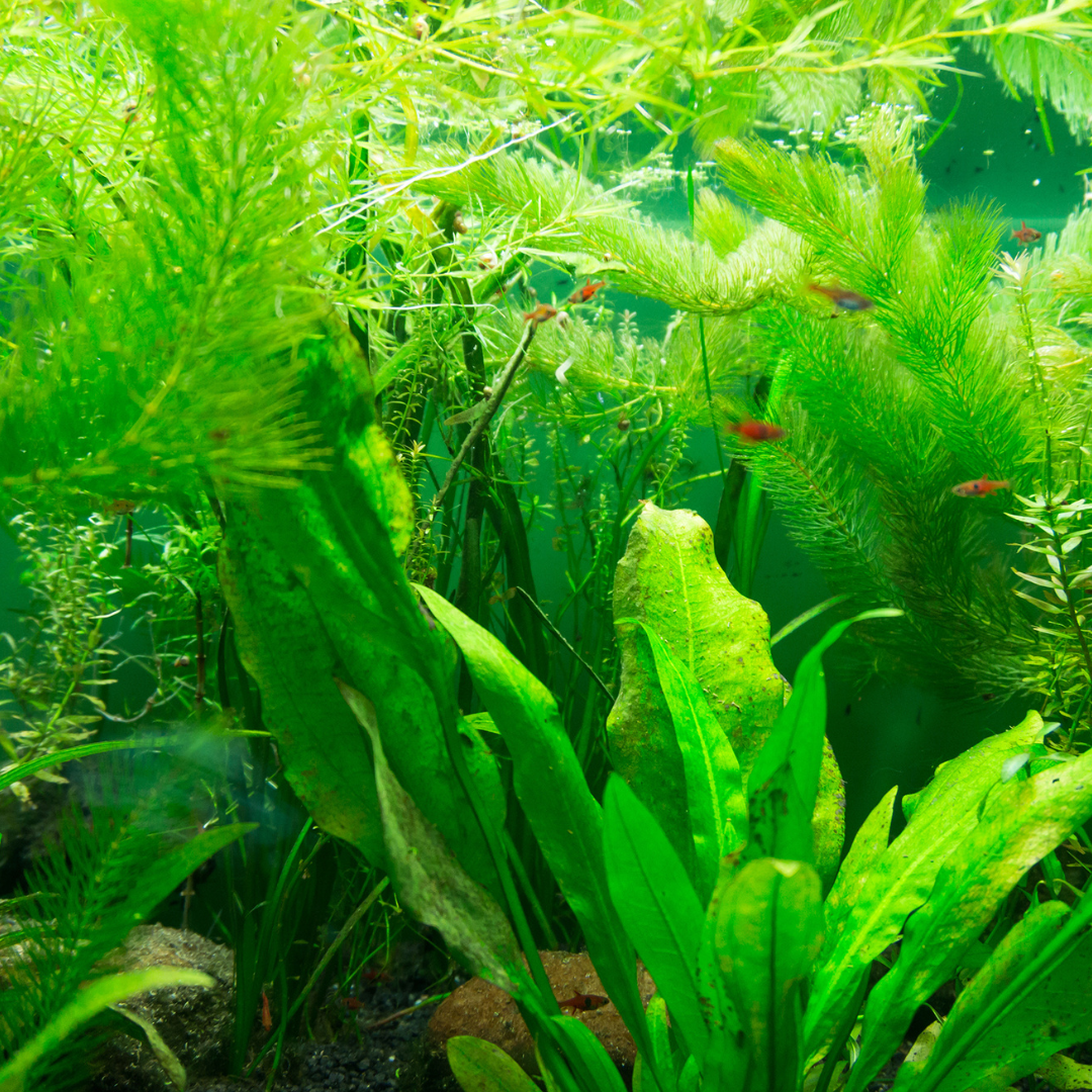 SUPPLÉMENTATIONS PLANTES
