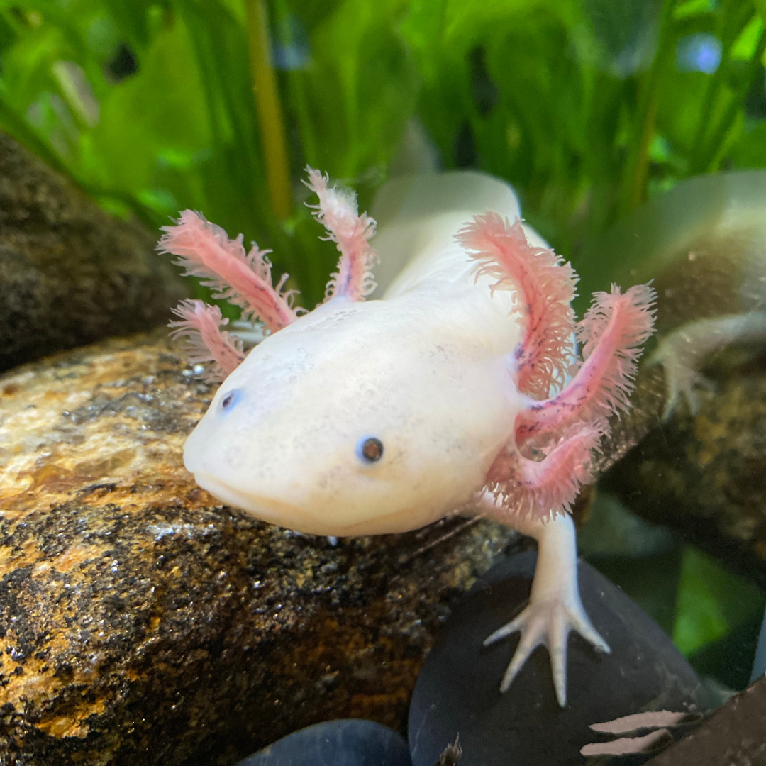 AMPHIBIENS