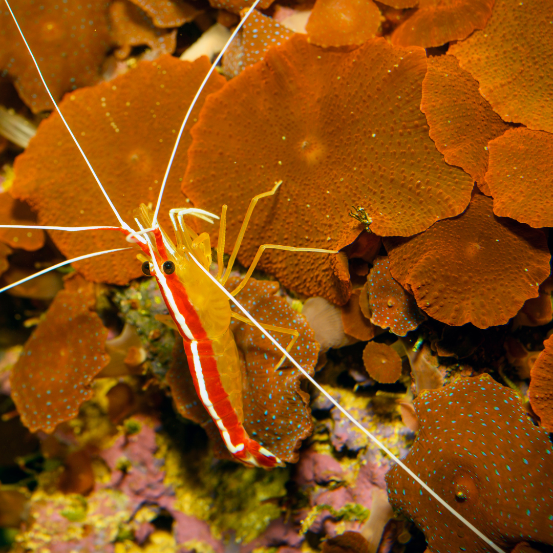 INVERTÉBRÉS MARINS
