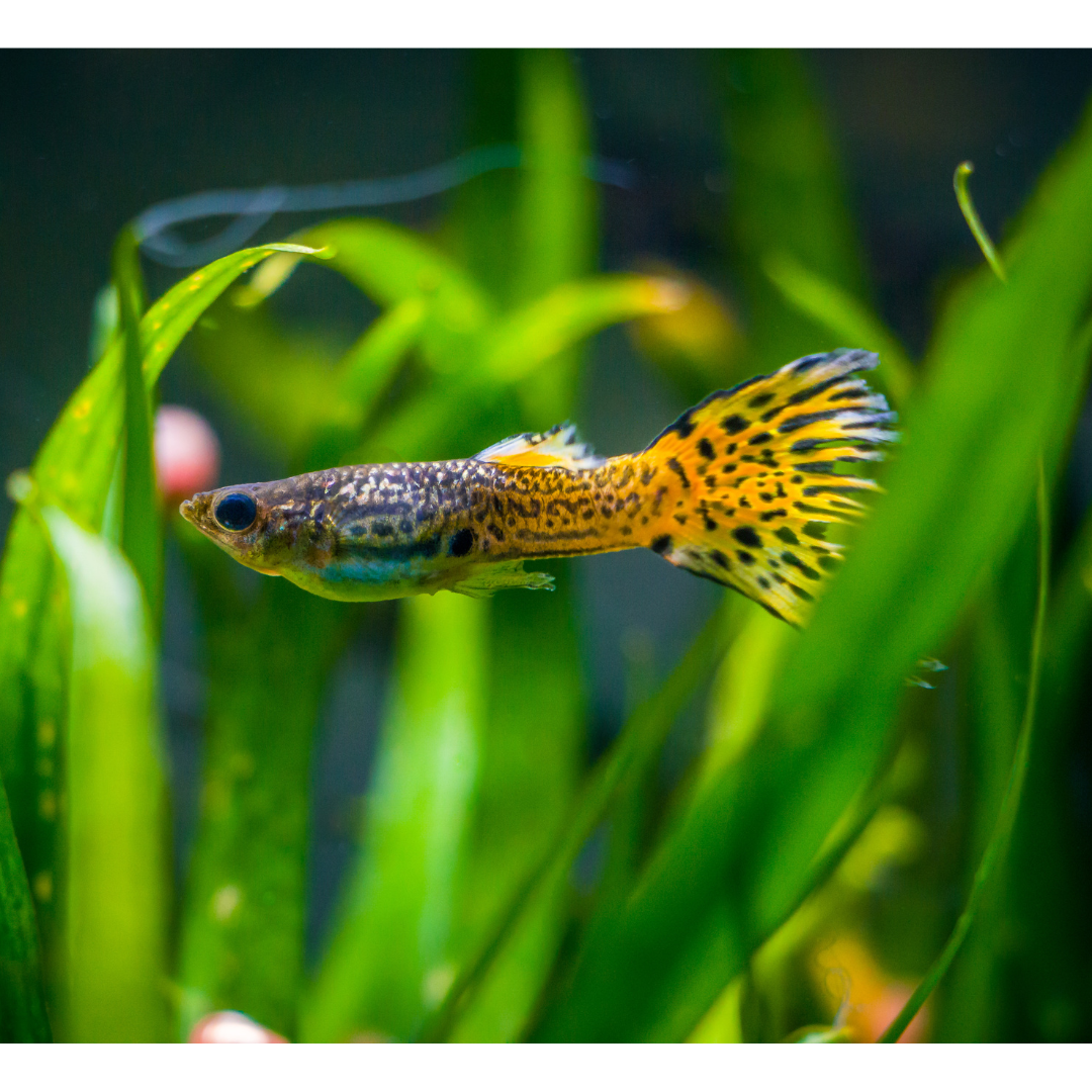 GUPPY