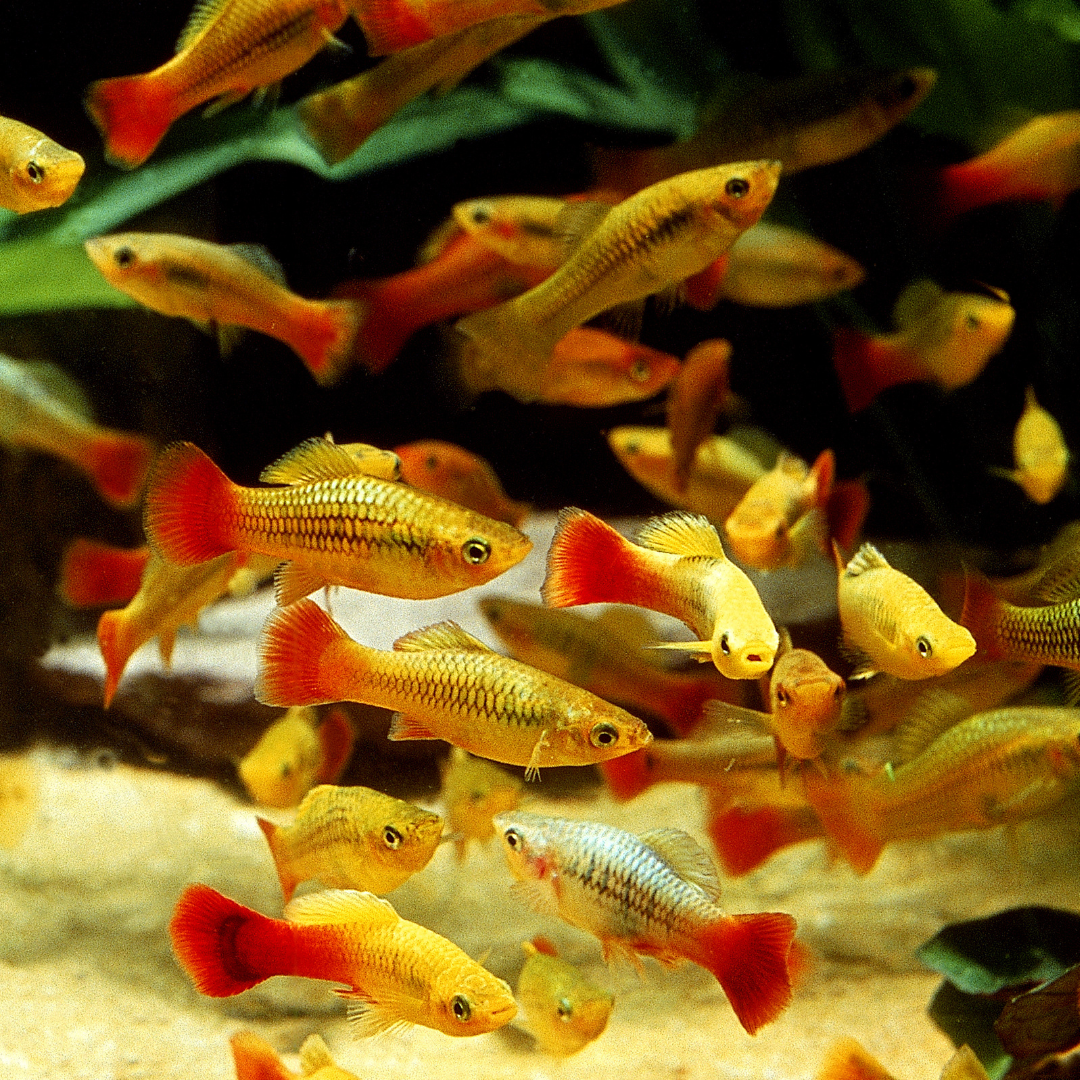 Poissons d'eau douce