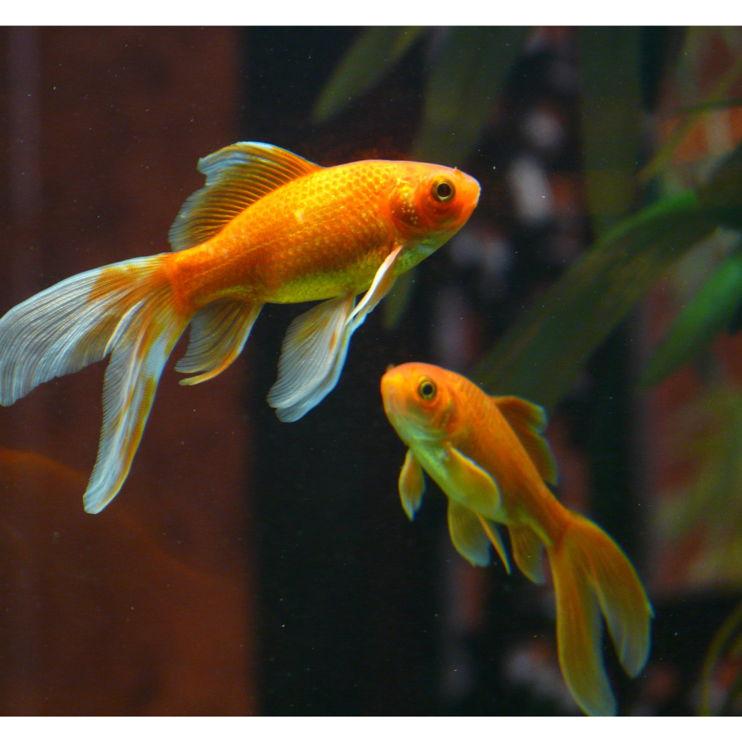 POISSONS D'EAU DOUCE