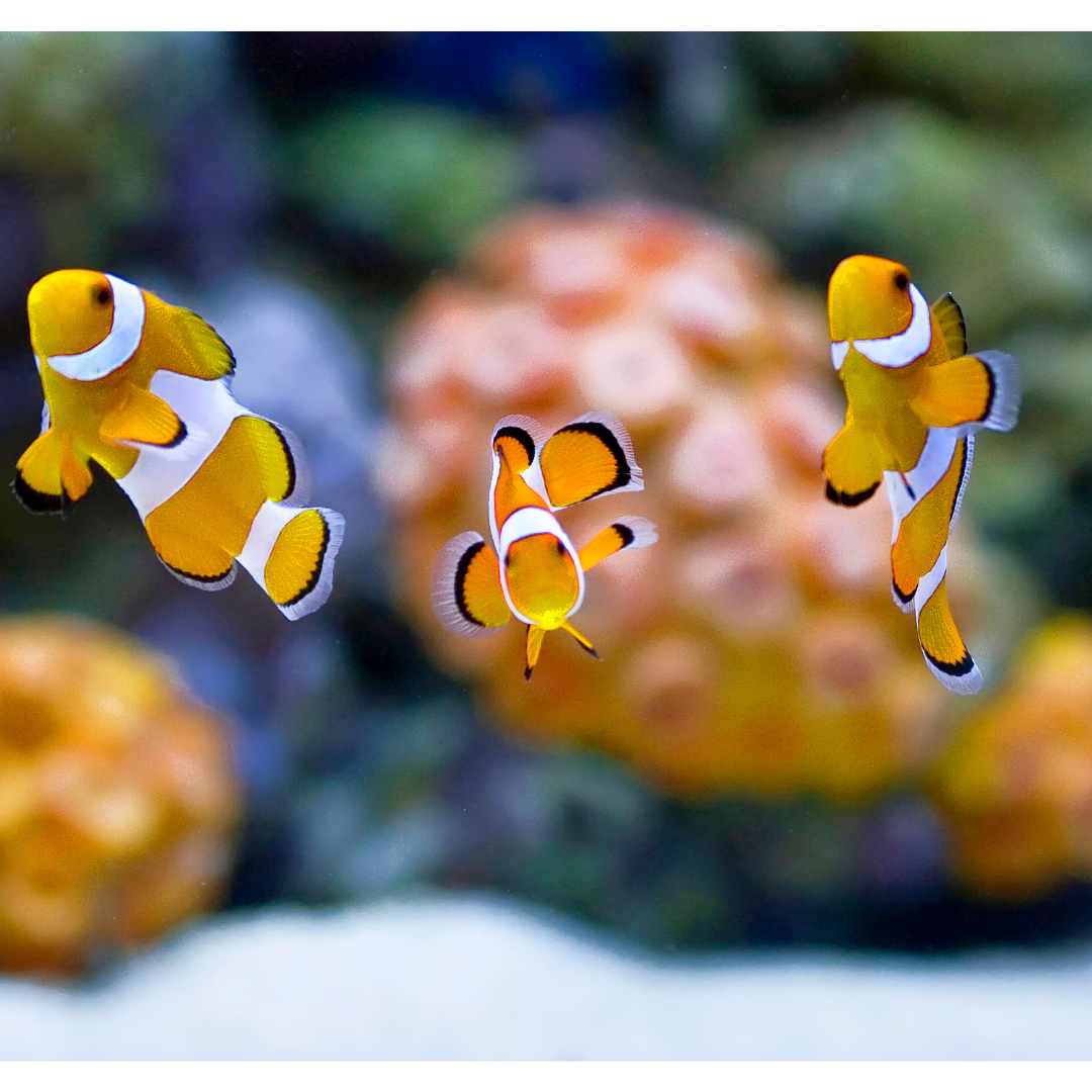 POISSONS MARINS