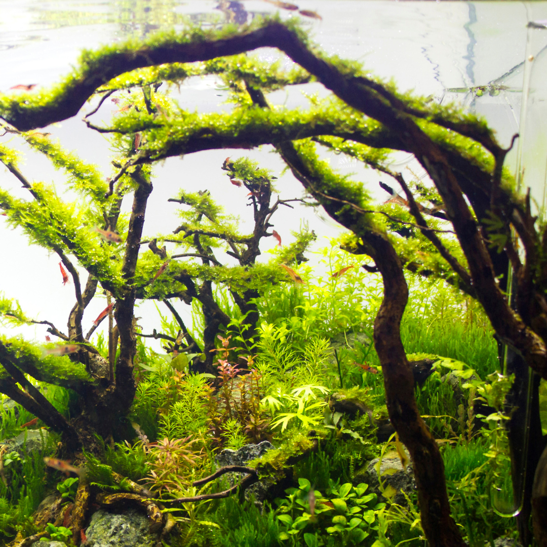 RACINES NATURELLES