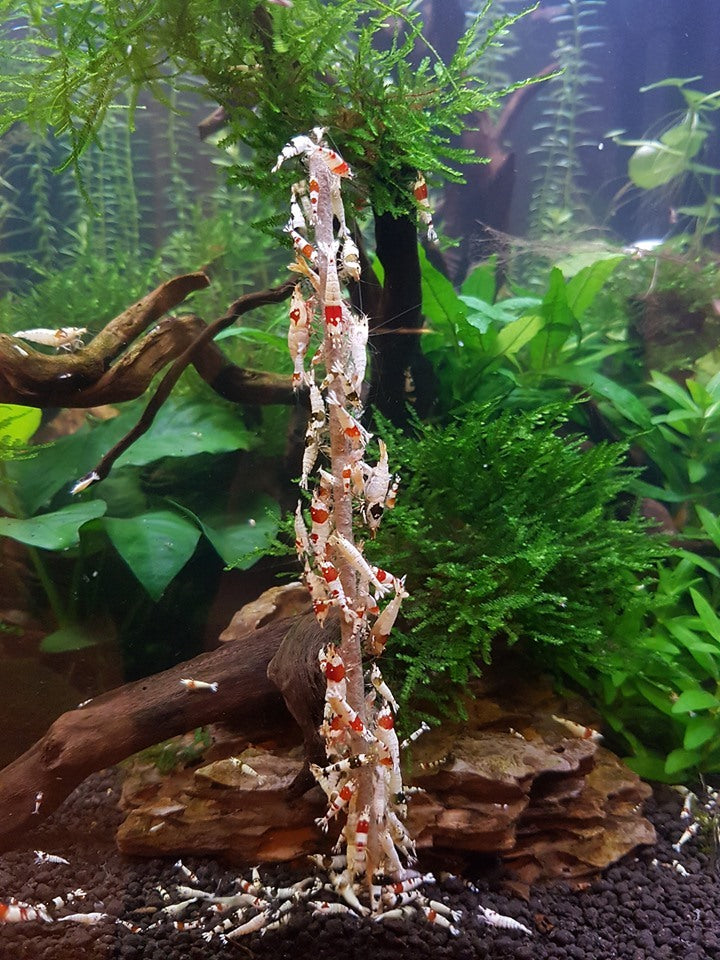 Shrimp Stick - 10 Bâtonnets pour crevettes