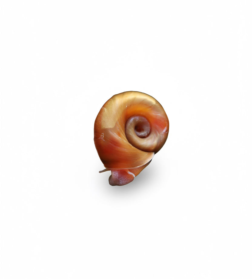 Escargot - Planorbe