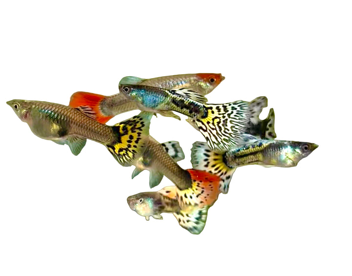 Guppy - Multicolor Royal Mix