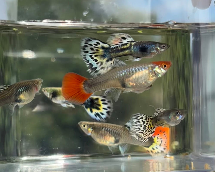 Guppy - Multicolor Royal Mix