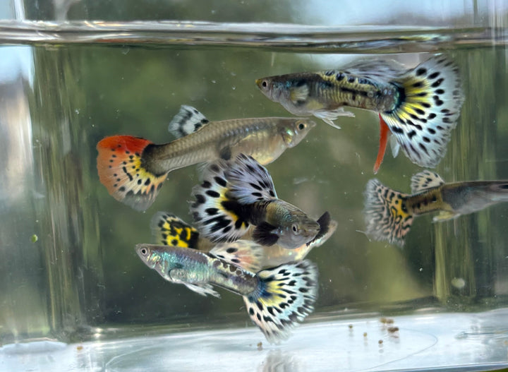 Guppy - Multicolor Royal Mix