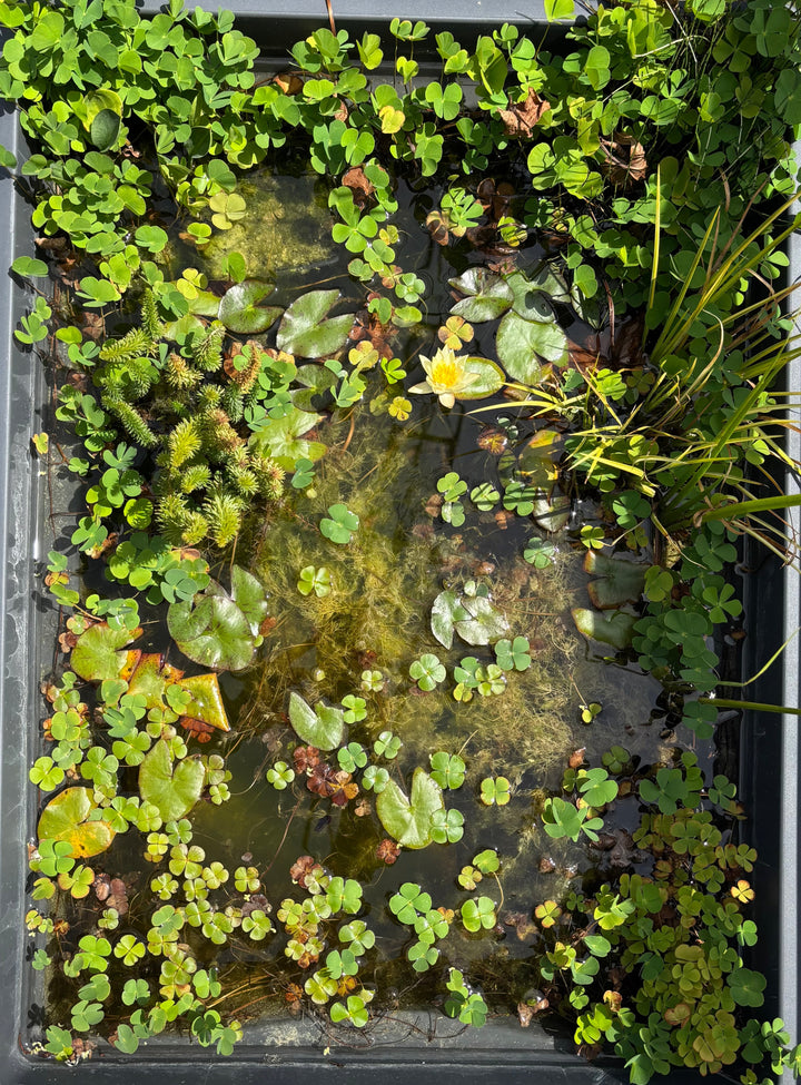 Micro-bassin - Nymphéa 85