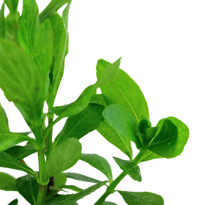 Hygrophila polysperma - Bouquet de boutures