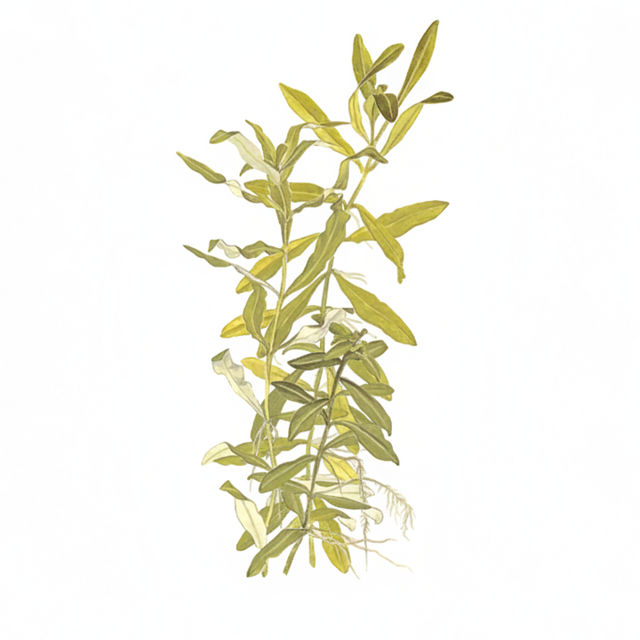Hygrophila polysperma - Bouquet de boutures
