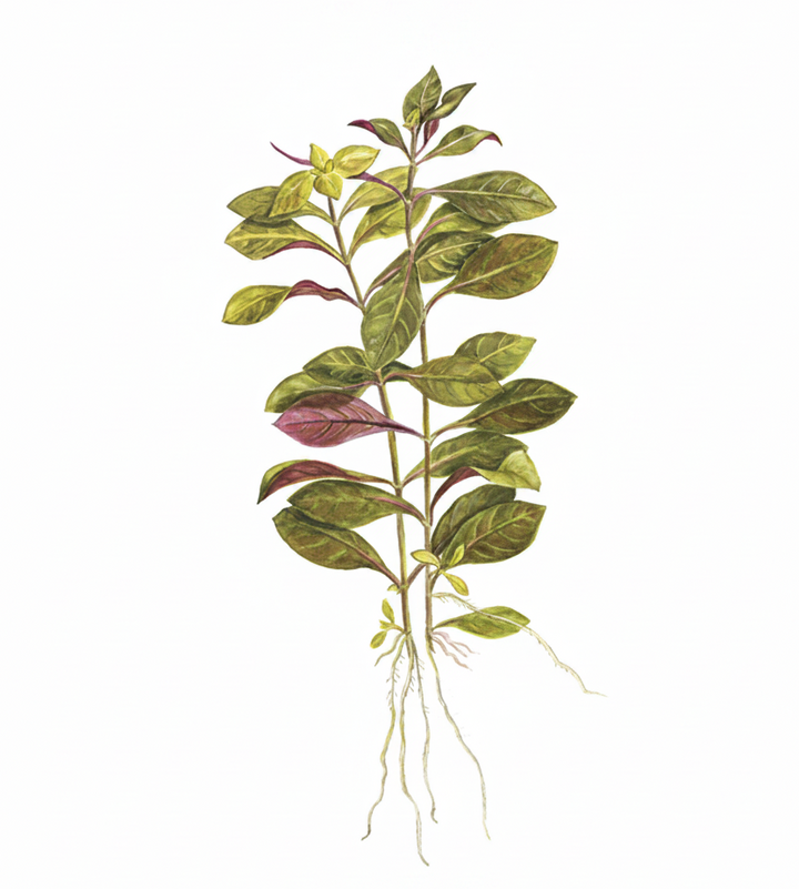 Ludwigia repens &