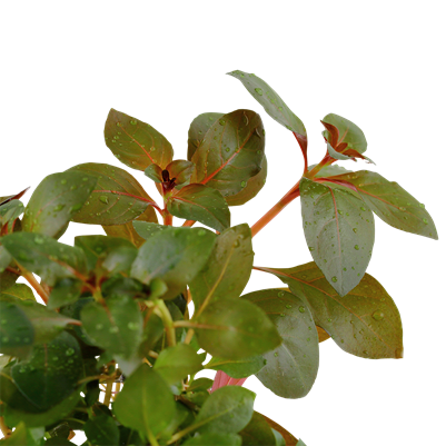 Ludwigia repens &
