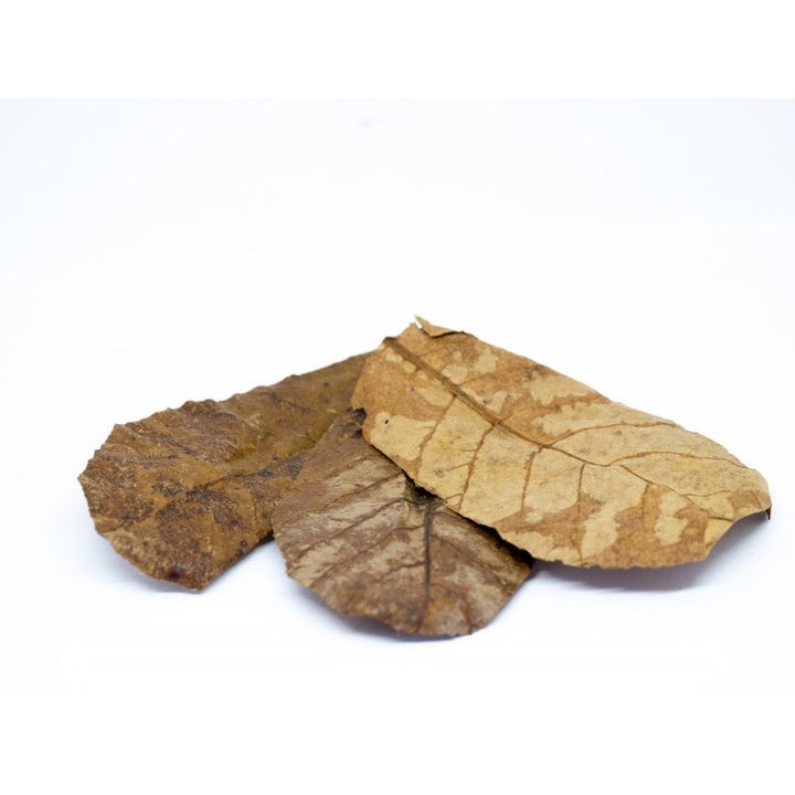 Catappa Nano/Large - Feuilles de Catappa pour aquarium