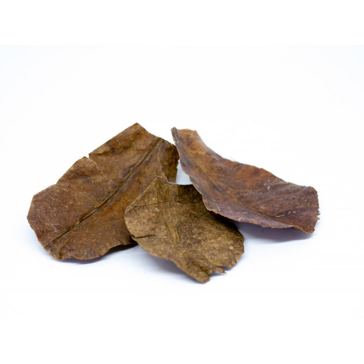 Catappa Nano/Large - Feuilles de Catappa pour aquarium