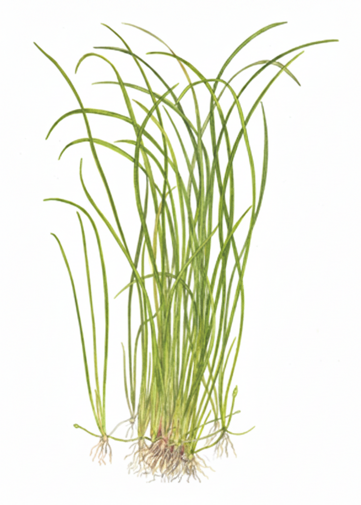Sagittaria subulata &