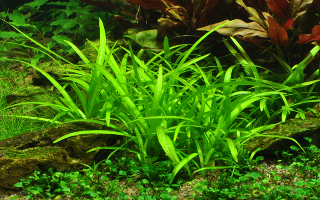 Sagittaria subulata &